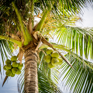 Palm Tree